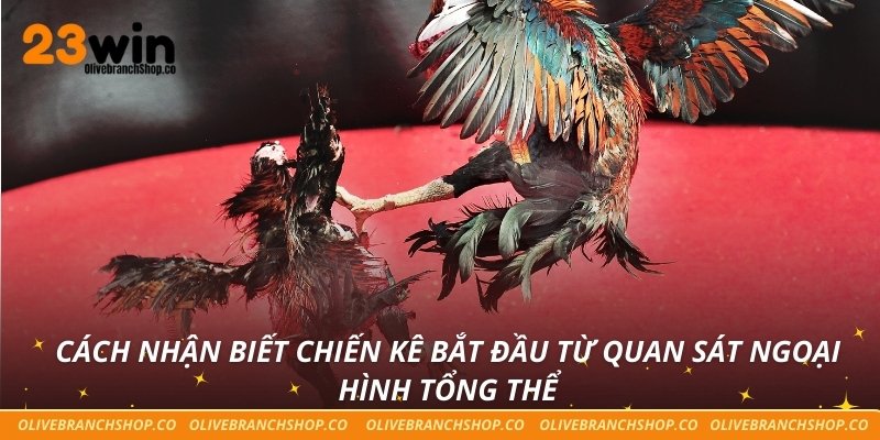 Cách nhận biết chiến kê bắt đầu từ quan sát ngoại hình tổng thể