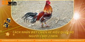 cách nhận biết chiến kê