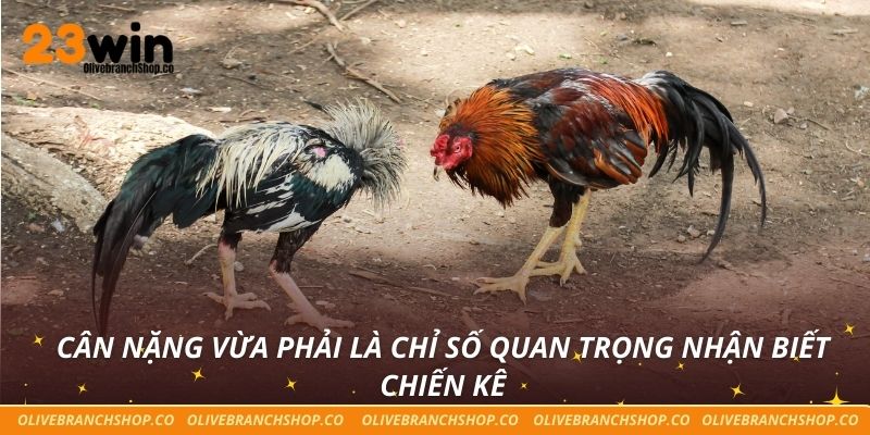 Cân nặng vừa phải là chỉ số quan trọng nhận biết chiến kê