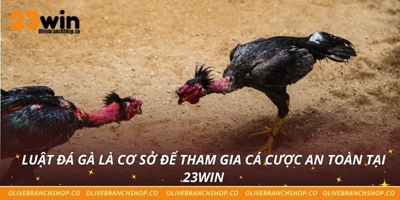 Luật đá gà là cơ sở để tham gia cá cược an toàn tại 23win