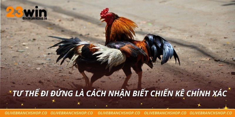 Tư thế đi đứng là cách nhận biết chiến kê chính xác